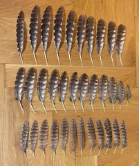 Otus scops