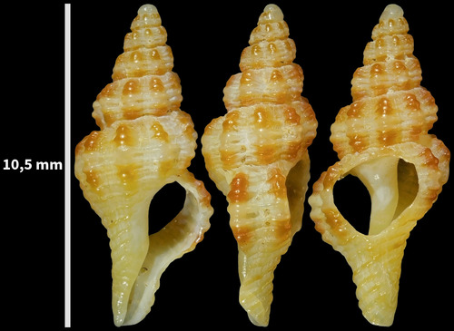 Pseudofusus pulchellus