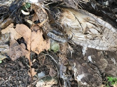 Otus scops