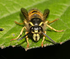 Dolichovespula norwegica
