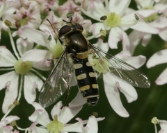 Melangyna labiatarum