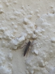 Arthropoda