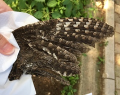 Otus scops