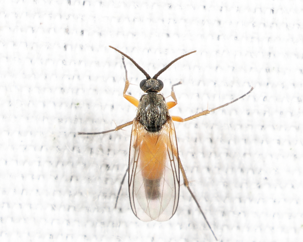 Docosia walpurga