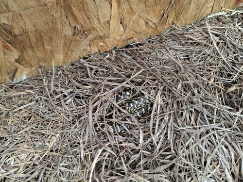 Speckled Kingsnake
