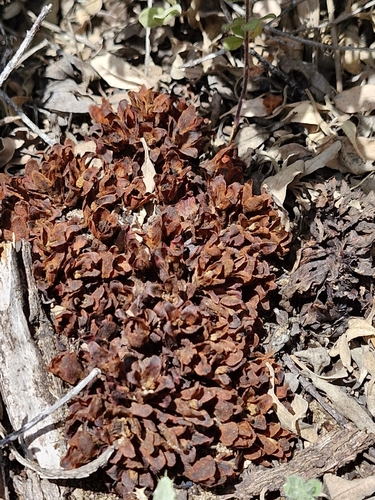 Cytinus hypocistis, photograph 5