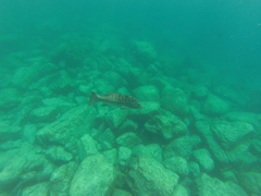 Mycteroperca rosacea