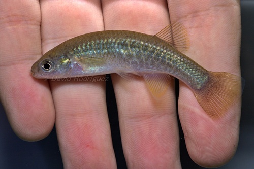 Largelip killifish (Profundulus labialis) — Profundulidae