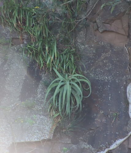 Aloe spicata, photograph 5