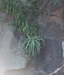 Aloe spicata, photograph (c) Suvarna Parbhoo Mohan, some rights reserved (CC BY-SA)