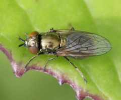 Lejogaster metallina