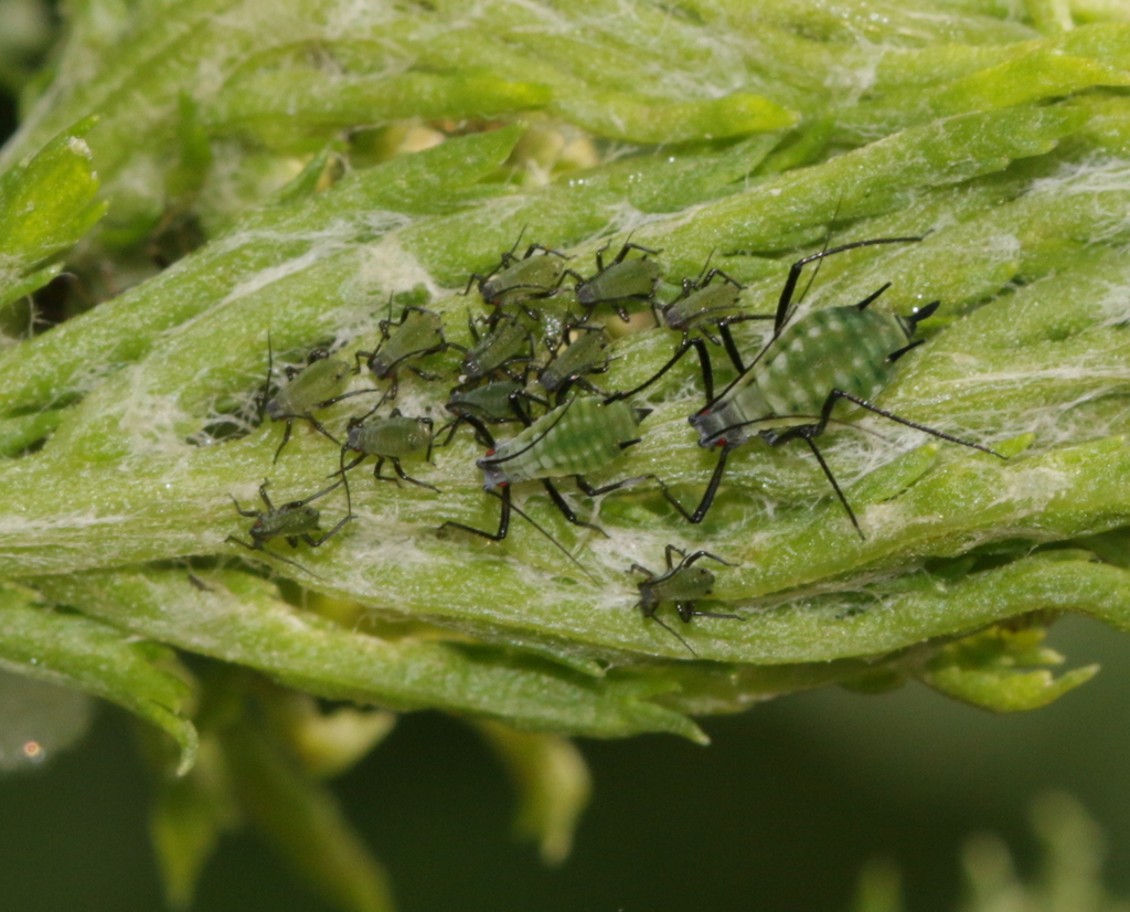 Green Tansy Aphid
