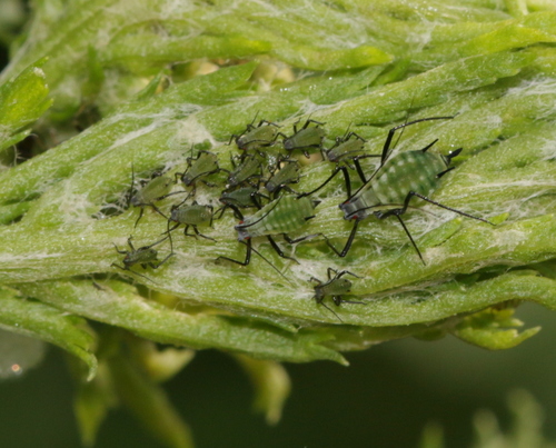 Green Tansy Aphid