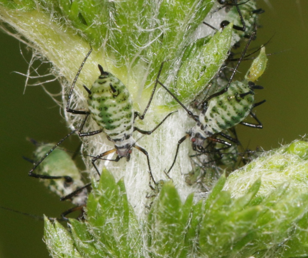 Common Yarrow Aphid