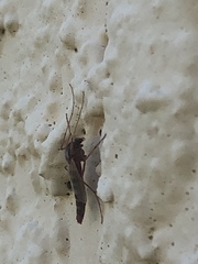 Arthropoda