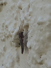 Arthropoda