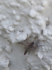 Arthropoda