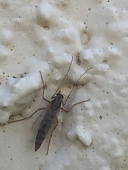 Arthropoda
