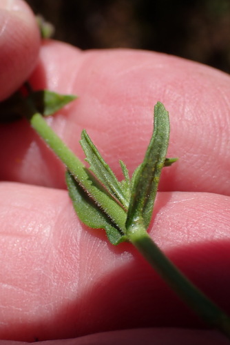 Chaenostoma caeruleum, photograph 3