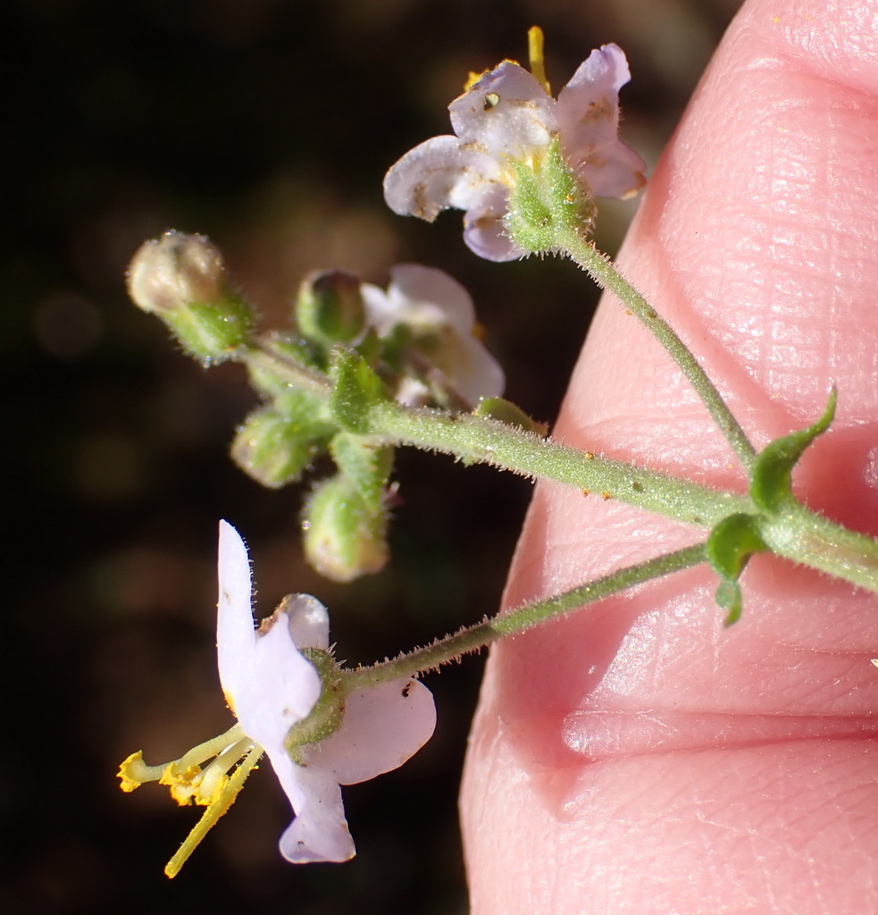 Chaenostoma caeruleum (Chaenostoma caeruleum)