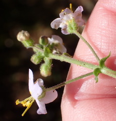 Chaenostoma caeruleum, photograph (c) Nicola van Berkel, some rights reserved (CC BY-SA)
