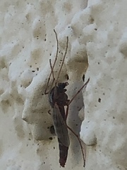 Arthropoda