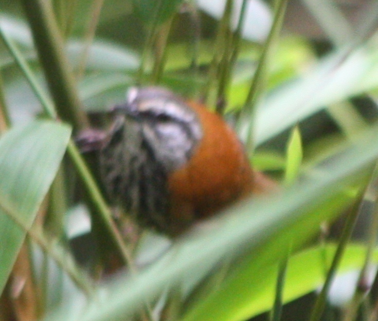 Inca Wren