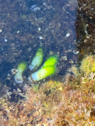 Bossea observed 2026-05-05