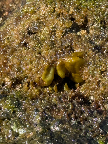 Colpomenia sinuosa observed 2026-05-05