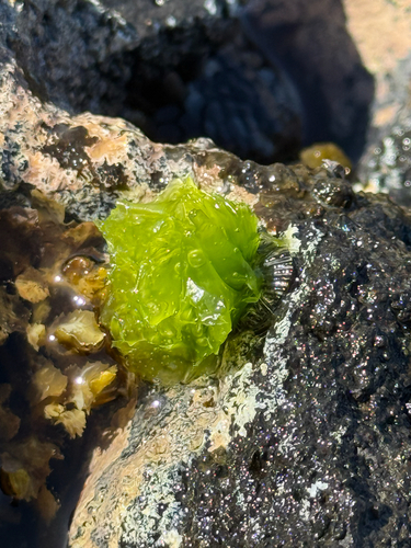 Ulva observed 2026-05-05