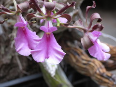 Encyclia cordigera
