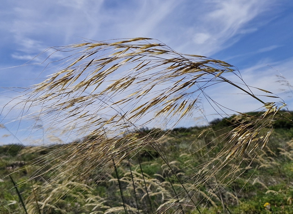 Celtica gigantea; photograph (c) ahabo, some rights reserved (CC BY)