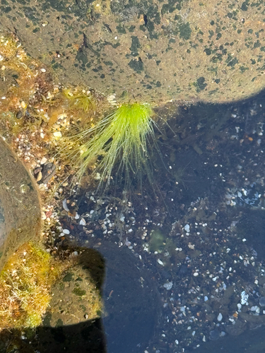 Chaetomorpha antennina observed 2026-05-05
