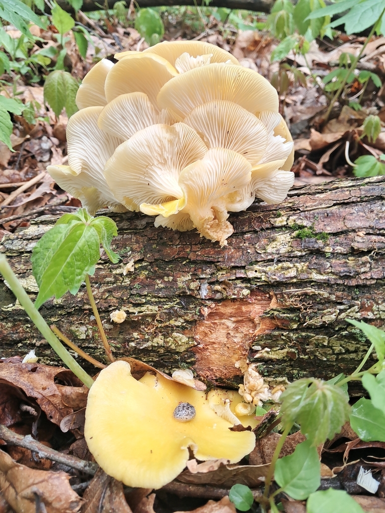 Pleurotus citrinopileatus · May 2026 · photo: © noahcorral (iNaturalist, cc-by)
