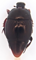 Saprinus pseudodetritus