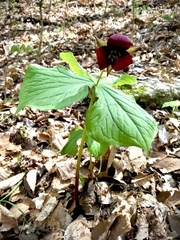 Trillium sulcatum