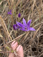 Brodiaea terrestris kernensis