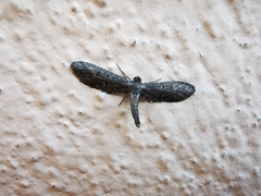 Glaucina erroraria