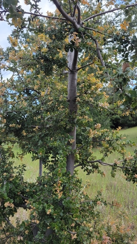 iNaturalist observation photo of canyon live oak