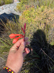 Watsonia tabularis, photograph (c) André Deschodt, some rights reserved (CC BY)