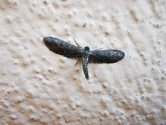 Glaucina erroraria