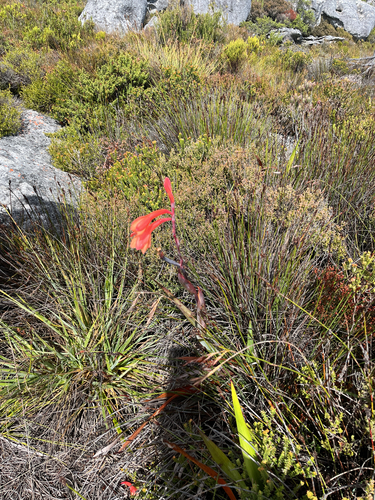 Watsonia tabularis, photograph 2