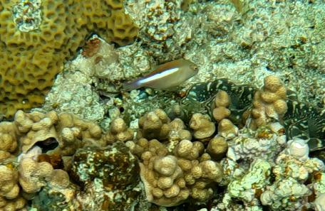 Paracirrhites arcatus