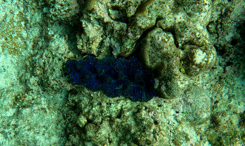 Tridacna crocea