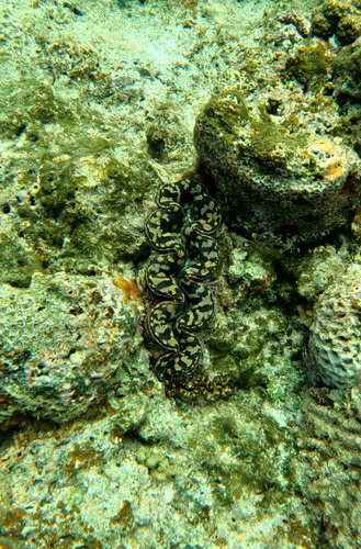 Tridacna maxima