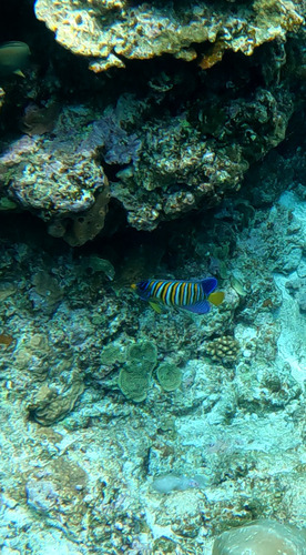 Pygoplites diacanthus