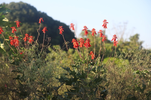 Erythrina humeana, photograph 2