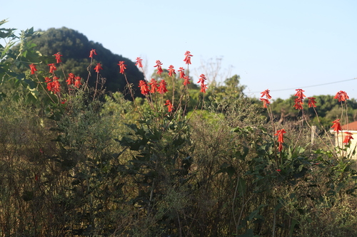 Erythrina humeana, photograph 1