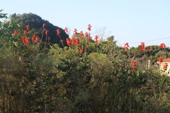 Erythrina humeana, photograph (c) Suvarna Parbhoo Mohan, some rights reserved (CC BY-SA)