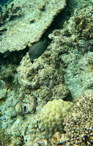 Ctenochaetus striatus
